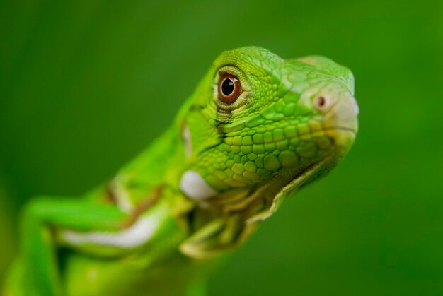 Iguane vert en gros plan avec fond vert biodiversité sud-américaine et brésilienne