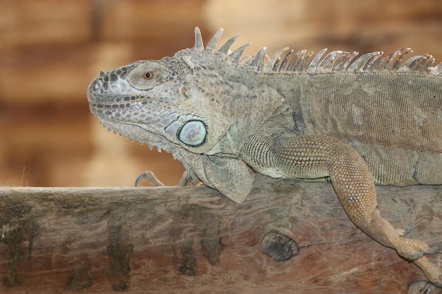 Un iguane vert se repose sur une bûche dans un zoo.