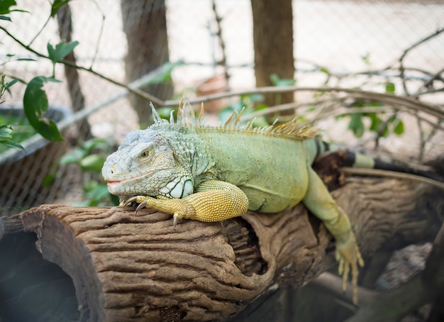 Iguane vert sur une vieille branche