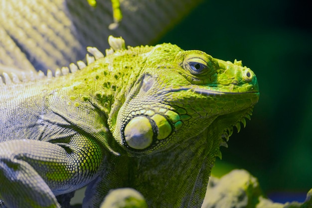 Iguane vert