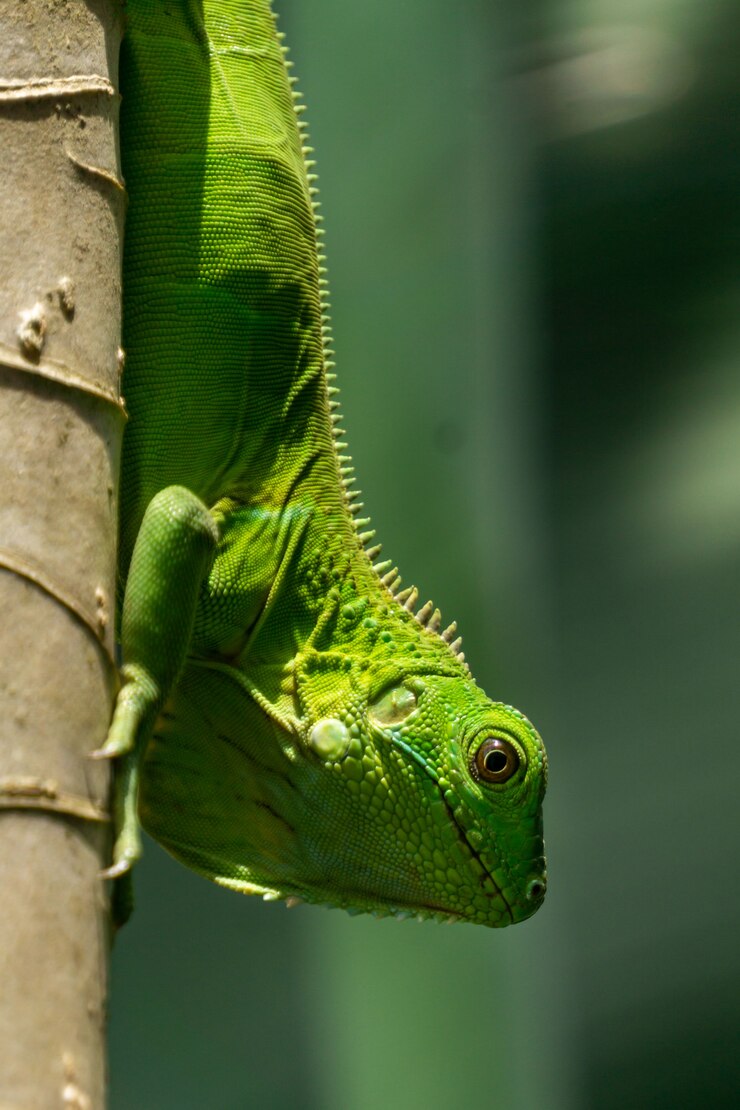 Iguane vert
