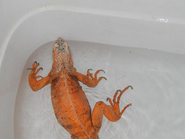 Iguane vivant dans un terrarium et éclairé par une lampe à quartz