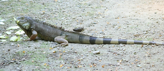 iguane