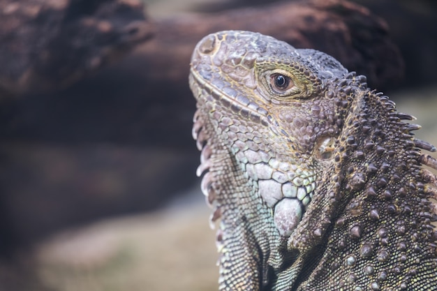 Un iguane