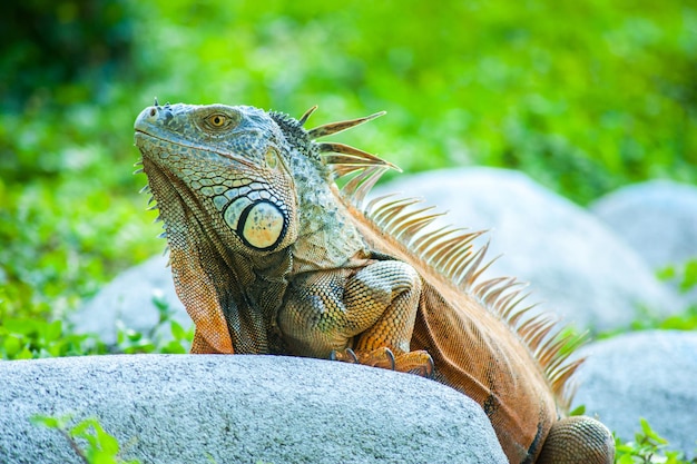 Photo iguanes à l'état sauvage parmi les rochers