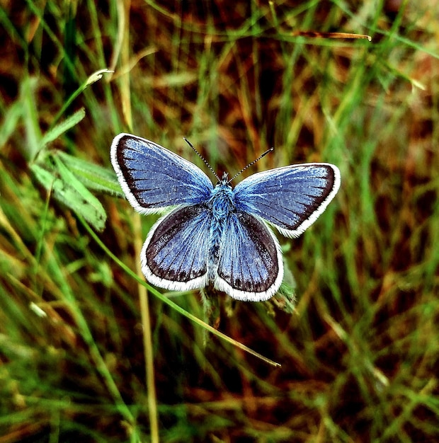 Photo ikar papillon myrtille