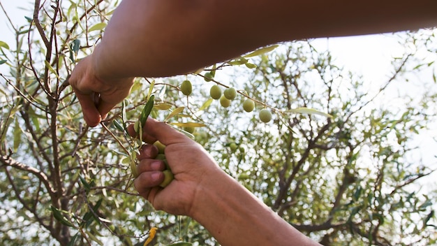 Photo il cueille des olives de la branche.