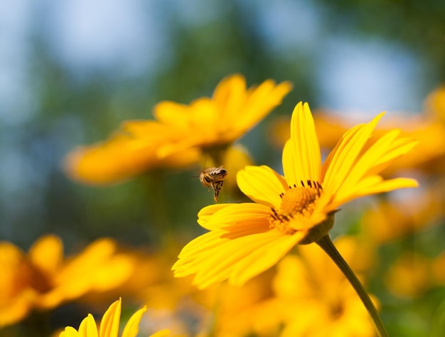 Il est assis sur une marguerite jaune Abeille