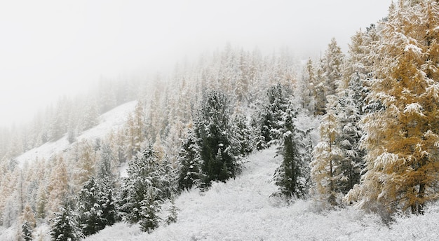 Il neige dans la forêt des montagnes