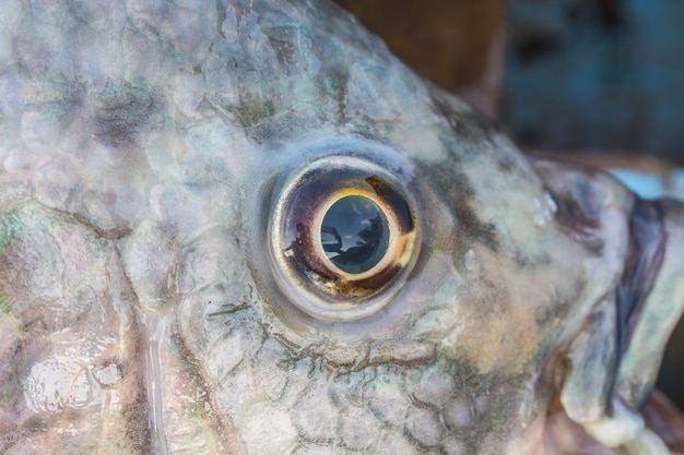 Œil de poisson gros plan