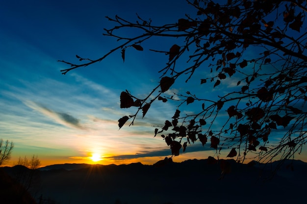 Il quitte la branche au coucher du soleil