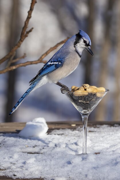 Photo il s'agit de bond blue jay.