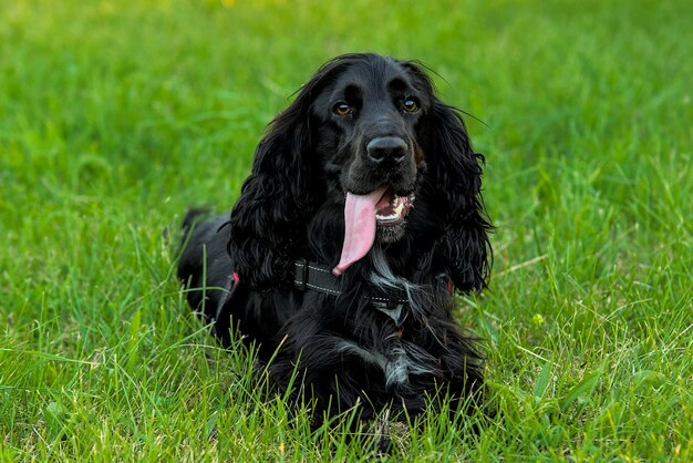 Photo il s'agit d'un cocker-spaniel.