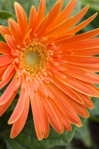 Il s'agit de Gerbera.