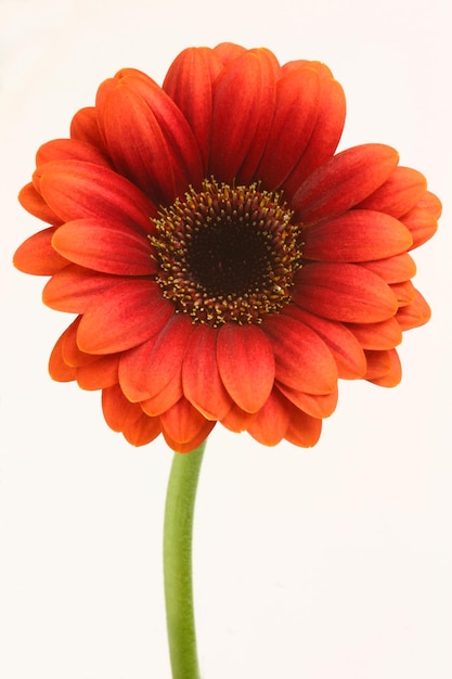 Il s'agit de Gerbera.