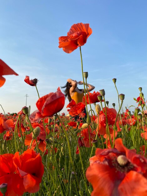 Photo il s'agit d'un papaver rosé.