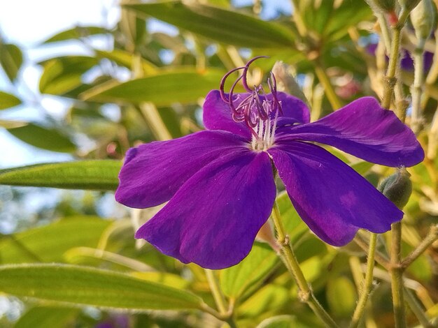 Il s'agit de Tibouchina.