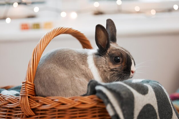 Il a tout ce dont il a besoin Photo d'un adorable lapin assis dans son panier à la maison