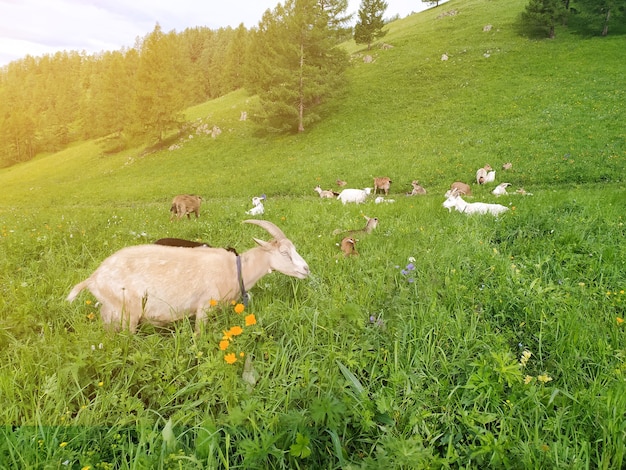 Il y avait des chèvres, éclairées par le soleil, paissant en été dans les montagnes de l'Altaï. Photo mobile.