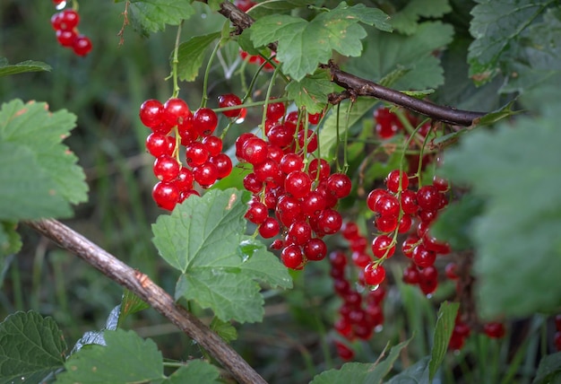 Il y a beaucoup de baies mûres de groseille rouge sur la branche du buisson