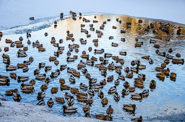 Il y a beaucoup de canards dans le lac un jour d'hiver.