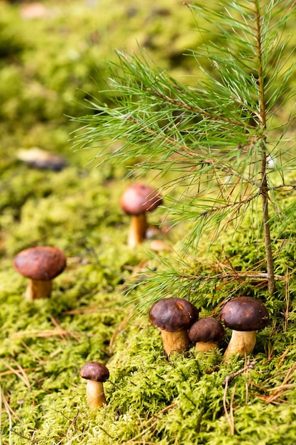 Il y a beaucoup de champignons couchés dans la forêt sur de la mousse verte Beaucoup de champignons de mousse polonais