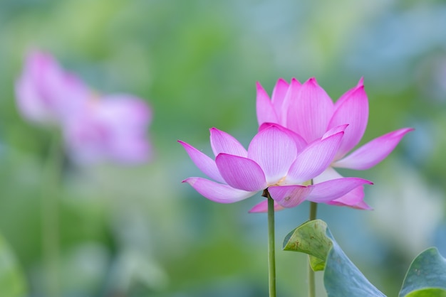 Il y a beaucoup de fleurs de lotus roses dans l'étang de lotus