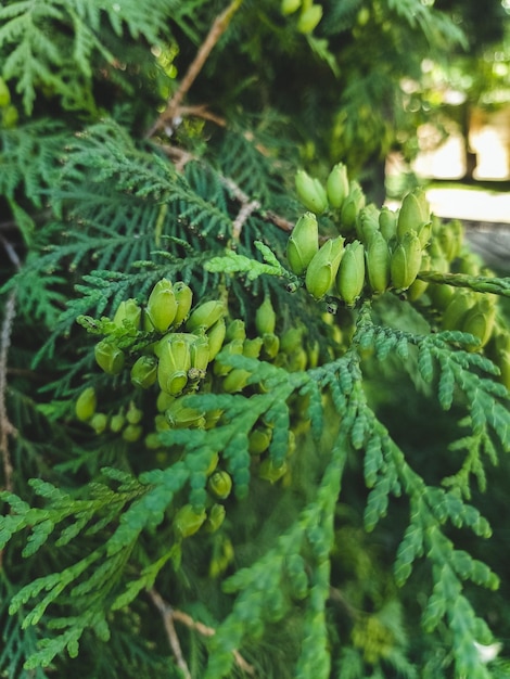 Il y a beaucoup de petits cônes sur le thuya vert de l'ouest La lumière du soleil illumine la branche de cèdre