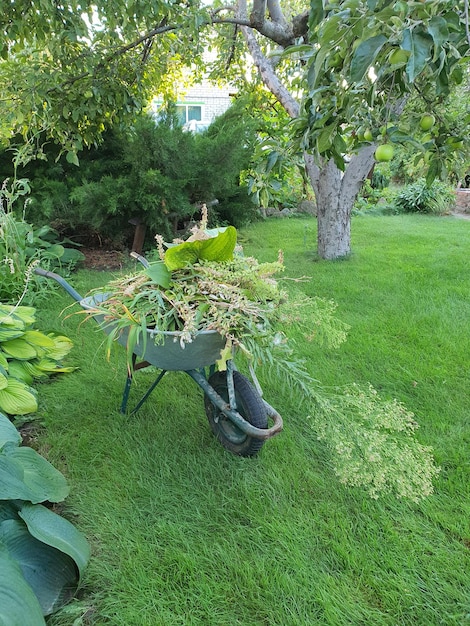 Il y a un chariot de jardin avec des mauvaises herbes sur la pelouse verte