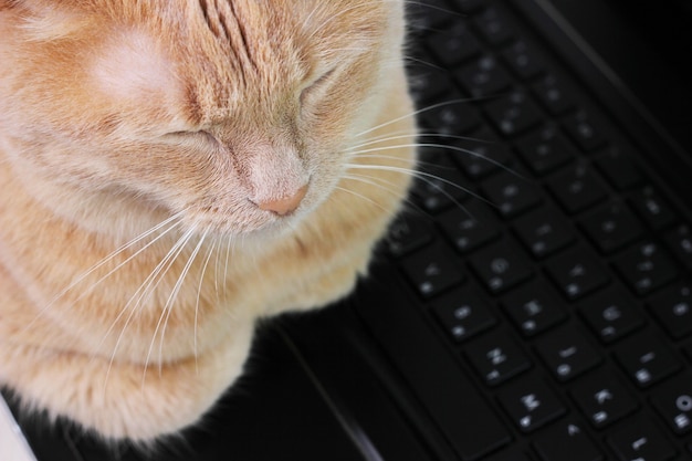 Photo il y a un chat roux qui dort sur un clavier d'ordinateur portable noir. fermer