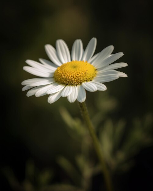 il y a une fleur blanche avec un centre jaune sur une tige ai générative