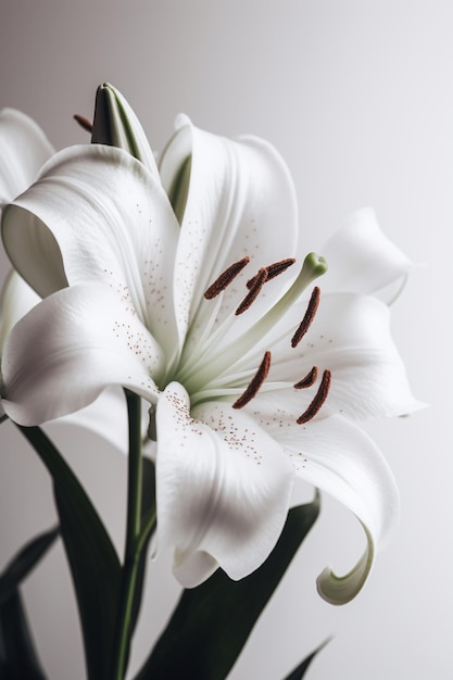 Il y a une fleur blanche avec des taches brunes sur elle.