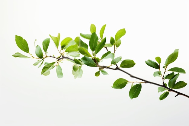 Il y a un petit vase avec une plante verte dedans.