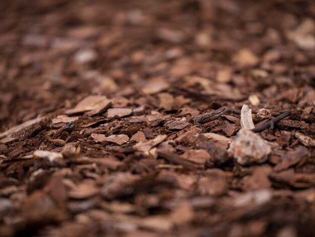 Il y a une photo en gros plan d'un paillis de feuilles