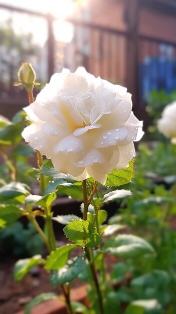 Il y a une rose blanche qui est au milieu d'un jardin génératif ai