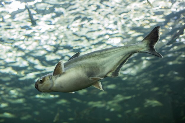 Il y a une vue sur l'un des aquariums avec un riff de corail au Museum of Oceanography