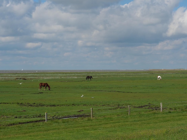 l'île de Baltrum