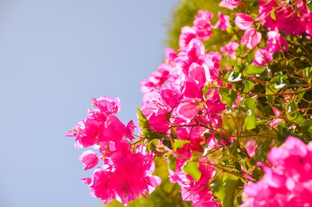 Sur l'île de Crète Grèce poussent de belles fleurs rouges