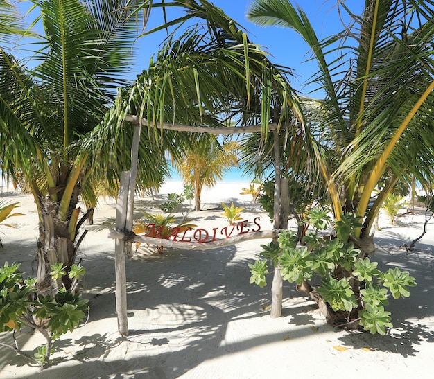 Île Des Maldives Avec Des Palmiers