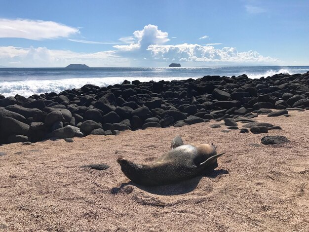 Photo l'île seymour dans les îles galapagos