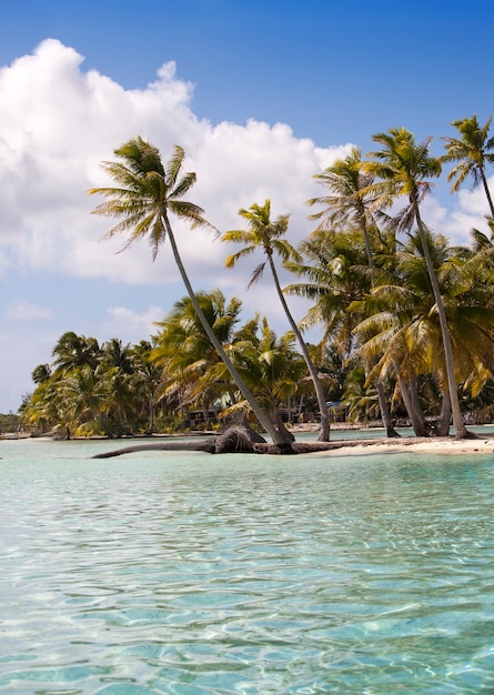 île tropicale avec palmiers dans la mer