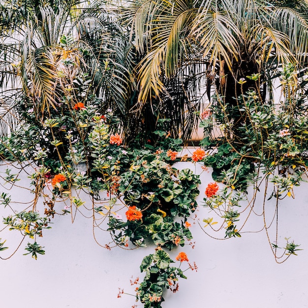 Les îles Canaries. Humeur de fleurs de mode tropicale