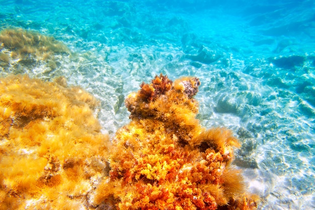 Photo Îles sous-marines sous-marine