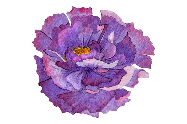 Illusion de pion aquarelle isoléeFleur de pivoine peinte à l'aquarellePivoines aquarelles
