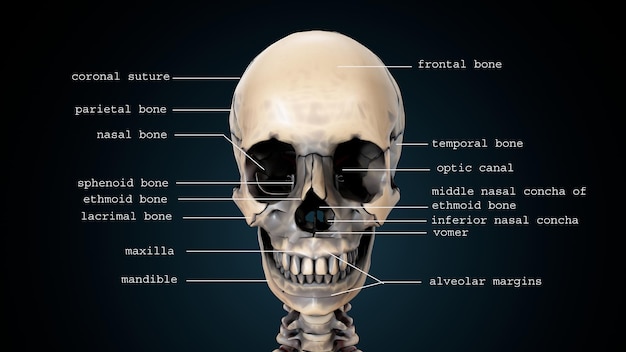 Illustration 3D de l'anatomie du crâne du corps humain