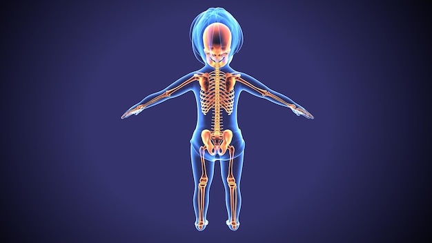 Illustration 3D de l'anatomie du squelette du corps humain