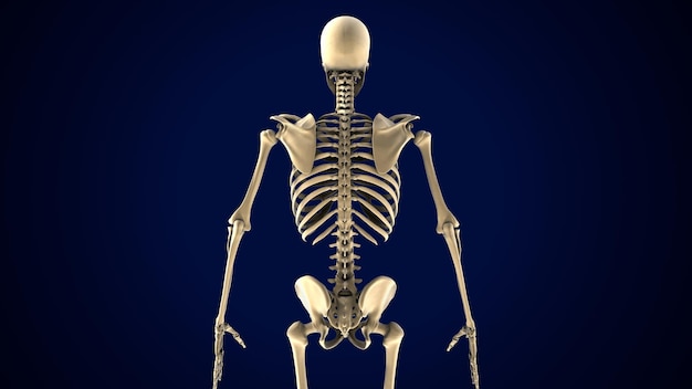 Illustration 3D de l'anatomie du squelette du corps humain
