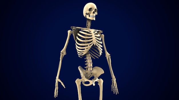 Photo illustration 3d de l'anatomie du squelette du corps humain