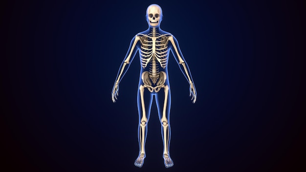 Photo illustration 3d de l'anatomie du squelette humain