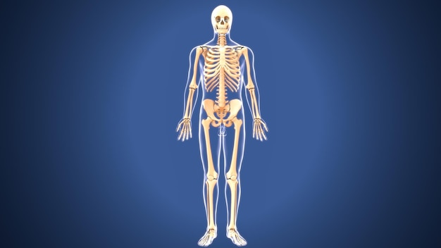 Illustration 3D de l'anatomie du squelette humain